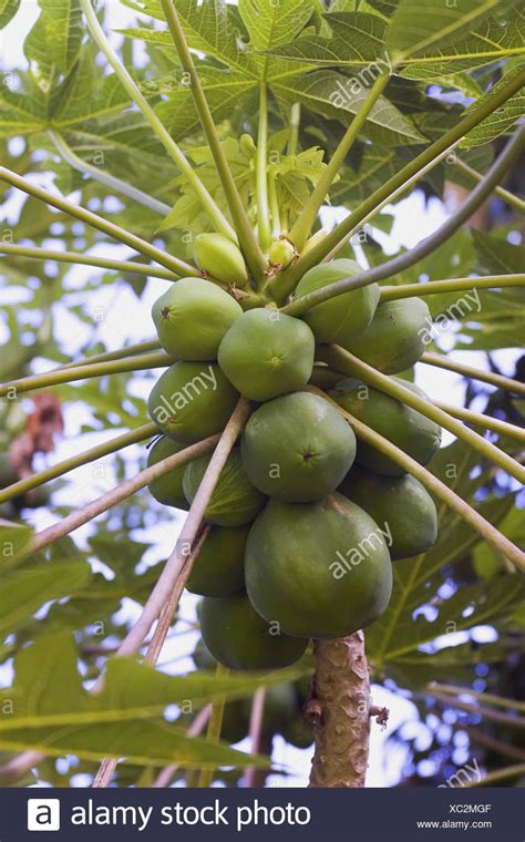 Papaya Tree Hawaii Stock Photos And Papaya Tree Hawaii Stock Images Alamy