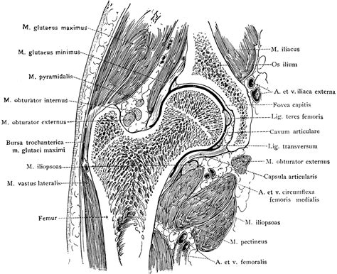 Frontal Section Through Hip Joint | ClipArt ETC