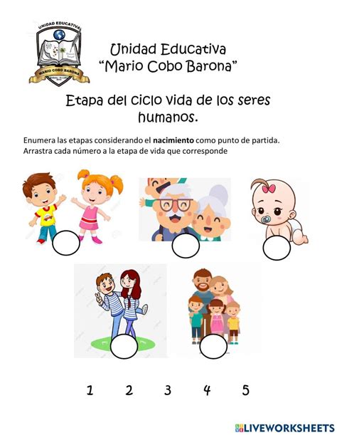 Etapas Del Ciclo De Vida Del Ser Humano Worksheet Ciclos De Vida Proyectos De Ciencia Para