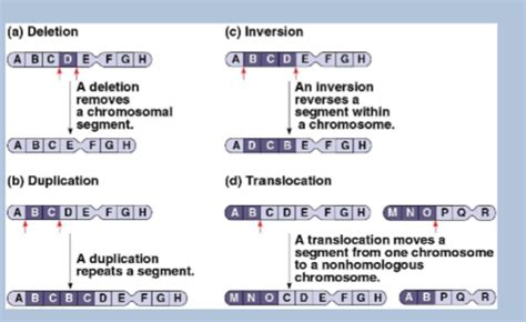 Unit 6 Ap Bio Flashcards Quizlet