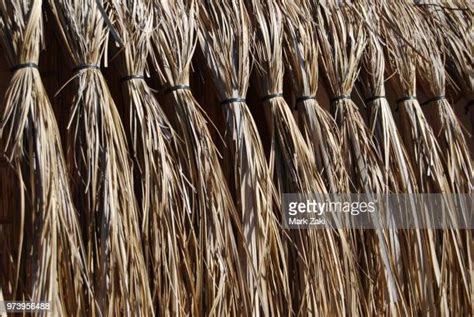 399 Thatch Pattern Stock Photos High Res Pictures And Images Getty