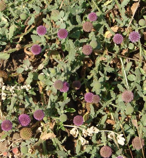 Gorakhmundi Sphaeranthus Indicus Pravinkawale Flickr