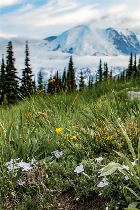 Mount Rainier Wildflowers: Viewing Areas, Season, Trails & More - The National Parks Experience