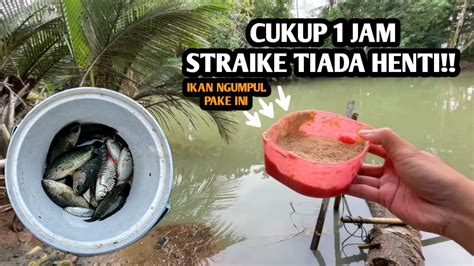 IKAN DISINI SERAKAH BANGET MAKANNYA Mancing Ikan Wader Dan Betik