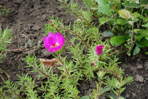 Bud And Magenta Colored Flower Of Portulaca Grandiflora In August Stock