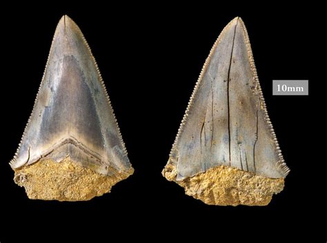 Australian Teacher Finds Massive Prehistoric Shark Teeth Twice The Size