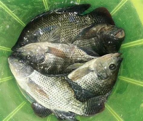 Tilapia Fish Seed In Thrissur Latest Price Mandi Rates From Dealers