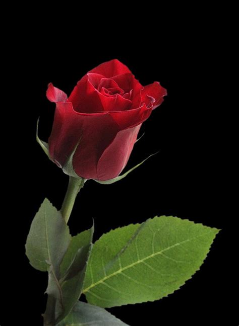 Red Rose Photograph By Angie Vogel Fine Art America