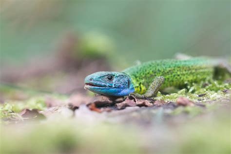 Lagarto De Gua Iberian Emerald Lizard Lacerta Schreiberi A Photo