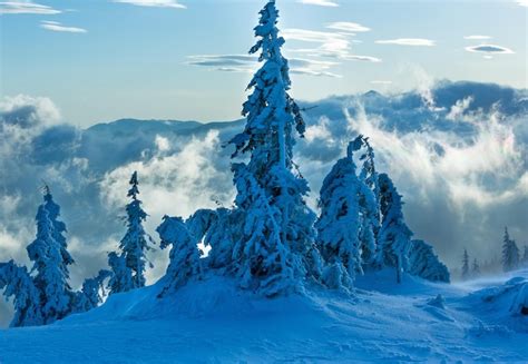 Abetos Nevados E Gelados Inclinados Na Colina Da Manh De Inverno Em