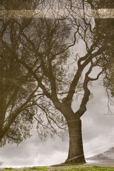 Reflective Trees D Horns Photoblog