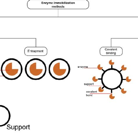 Enzyme immobilization methods | Download Scientific Diagram