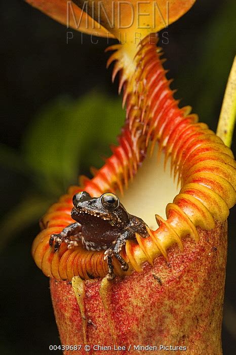 Pitcher Plant Eating A Frog