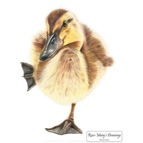 Realistic Duckling Drawing