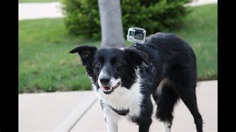 Frisbee 101 Starring Bristol The Border Collie Youtube