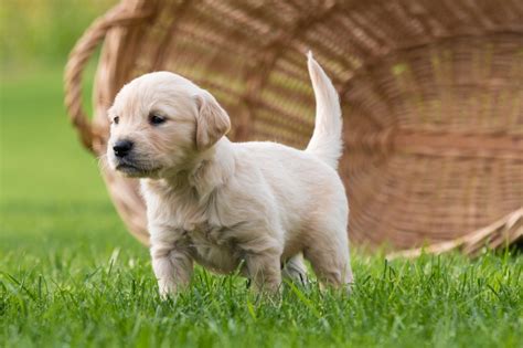 Want Fake Grass for Dogs Cheap? - Artificial Grass Recyclers