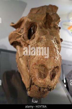 Cynognathus skull Stock Photo: 66714380 - Alamy