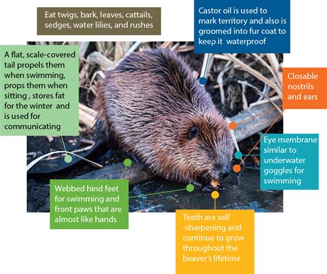 Living With Beavers How To Co Exist With Natures Eco Engineer