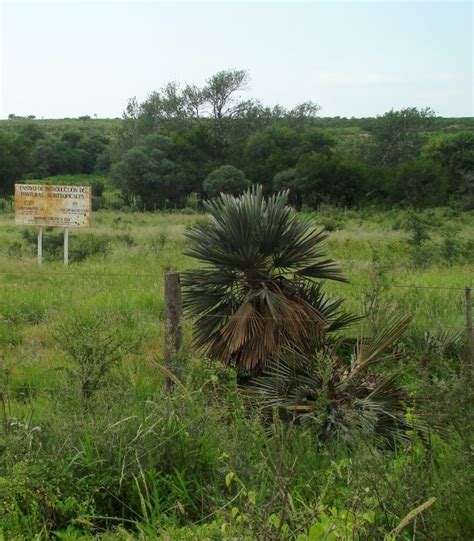 Trithrinax Campestris From Villa Ojo De Agua Santiago Del Estero