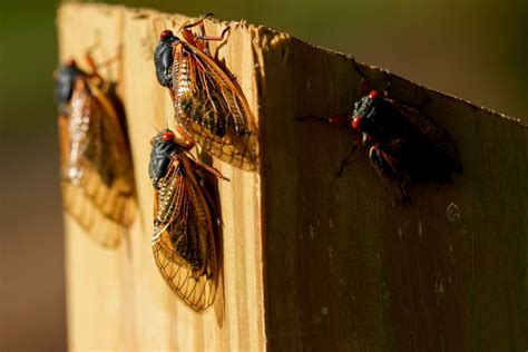 New Year New Brood Map Shows Where Cicadas Will Be In 2025