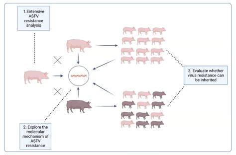 Viruses Free Full Text Prevention And Control Strategies Of African Swine Fever And Progress