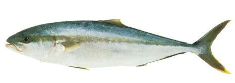 kingfish