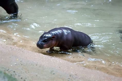 An Adorable Baby Hippo Still Needs A Name And You Can Help Pick It