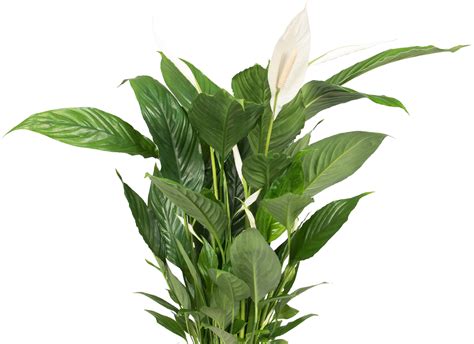 Plant Png Images Transparent Background Png Play