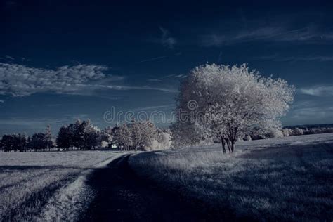 Fotografía Infrarroja Foto Ir De Paisaje Con árbol Bajo El Cielo Con