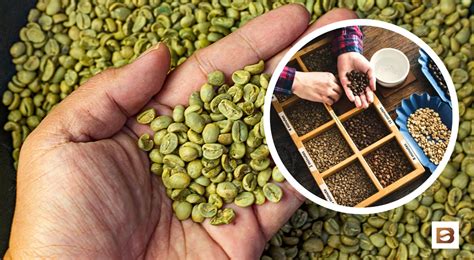 Green Coffee Beans What You Need To Know Before Roasting Bean Ground