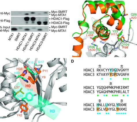 The Specificity Of HDAC Corepressor Complex Assembly A Immunoblots