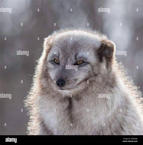 Arctic fox in winter Stock Photo - Alamy