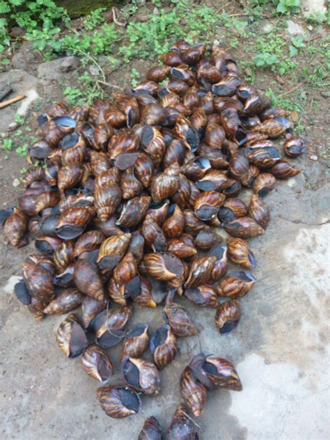 Snail Farming In Nigeria Startup Guide Top Agri Business Blog In