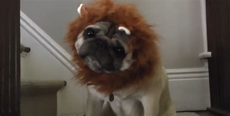 A Very Funny "Documentary" Featuring the Great, North American Lion-Pug ...