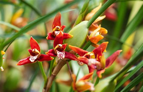 How To Grow And Care For Coconut Orchid Maxillaria Tenuifolia