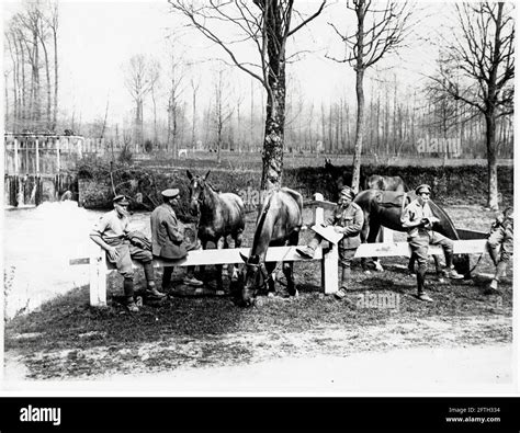 World war one horses hi-res stock photography and images - Alamy