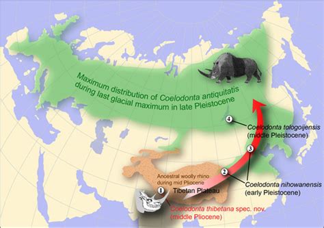 CryoScoop: Woolly rhino traveled with an ice scraper