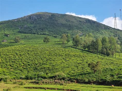 Beautiful View Of Nilgiri Mountains Tea Estates Tea Gardens Or Tea