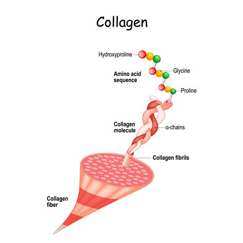 why does collagen cause diarrhea 4