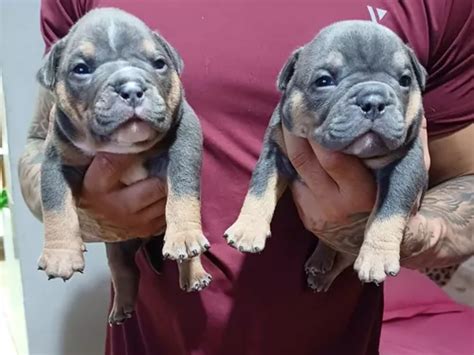 Filhotes De American Bully Pedigree E Microchip Parcelamento Sem