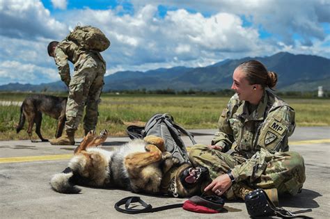 Army Military Working Dog Handler Mos 31k 2022 Career Details