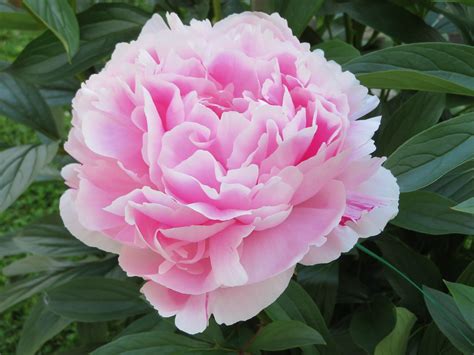 Pivoine Rose Pink Peony Chantal Giraudeau Flickr