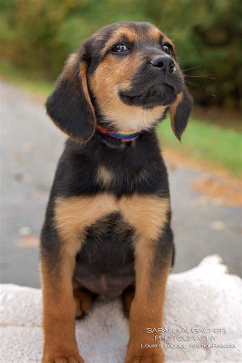 Beagle German Shepherd Mix 13 Beagleman Facts