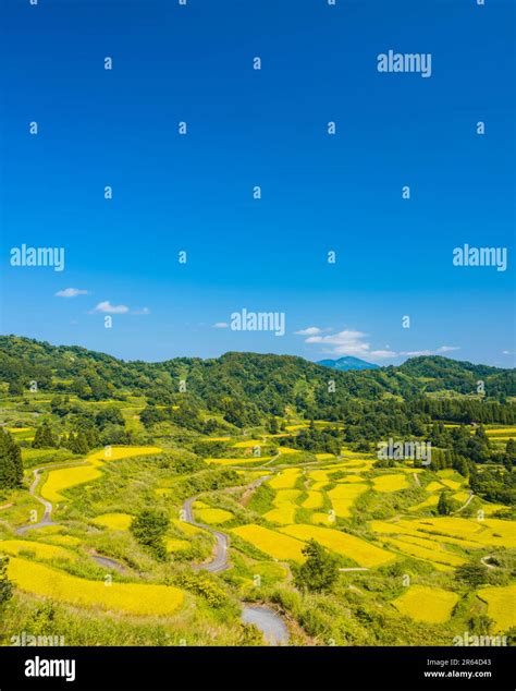 Rice terraces of Hoshitoge Stock Photo - Alamy