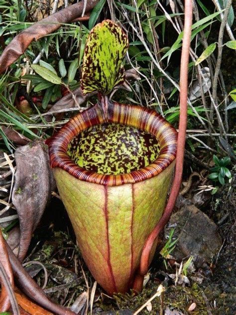 Field Guide To The Pitcher Plants Of The Philippines Nhbs Field