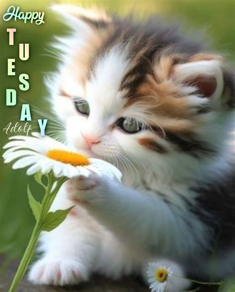 Cat Smelling Daisy Happy Tuesday Pictures Photos And Images For