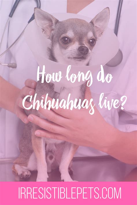 What is the Average Chihuahua Lifespan? - Irresistible Pets