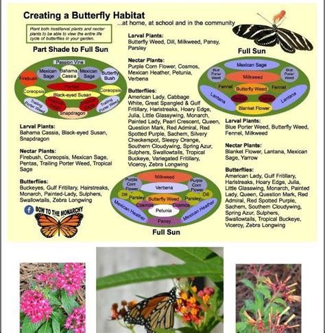 Butterfly Habitat - Butterfly Mania