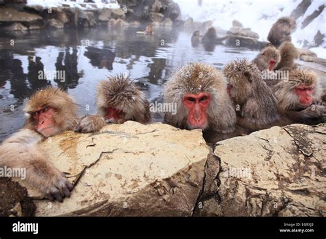 Snow Monkey In Hot Spring Jigokudani Nagano Japan Stock Photo Alamy