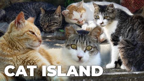 CAT ISLAND 2021 - How are Japan’s Island Cats Coping without Tourists ...